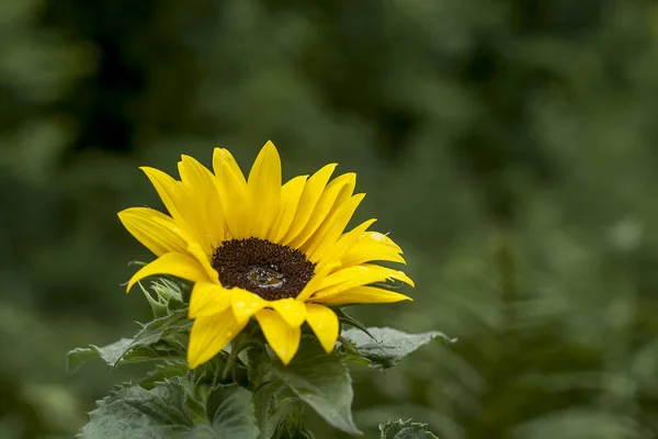 Hermoso Girasol Vista Cerca — Foto de Stock