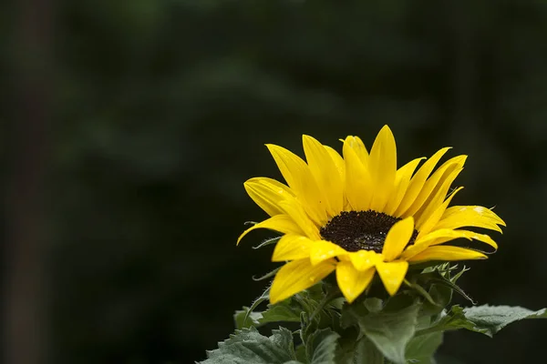 Hermoso Girasol Vista Cerca — Foto de Stock