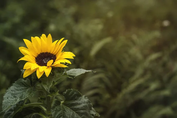 Hermoso Girasol Vista Cerca — Foto de Stock