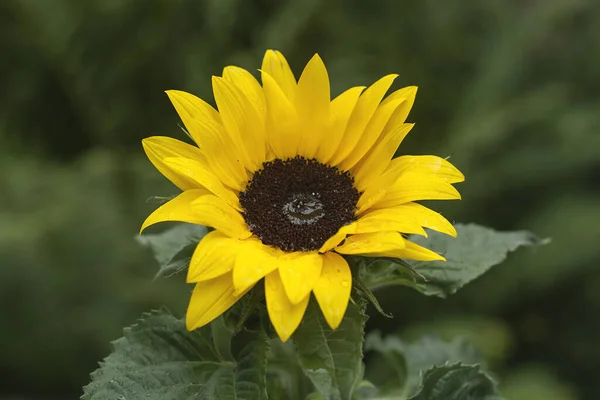 Beautiful Sunflower Close View — Stock Photo, Image