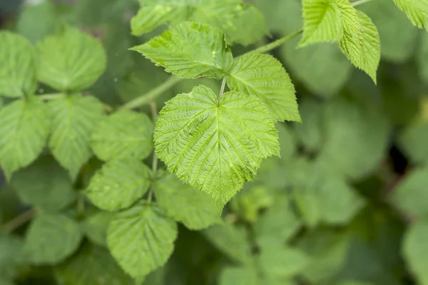 Hallon Blad Närbild — Stockfoto