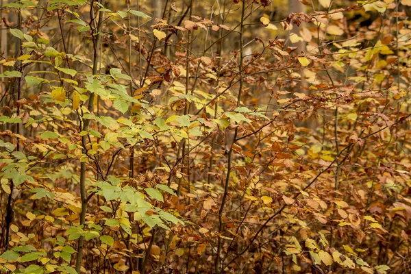 Pohled Zblízka Podzimní Vegetaci — Stock fotografie