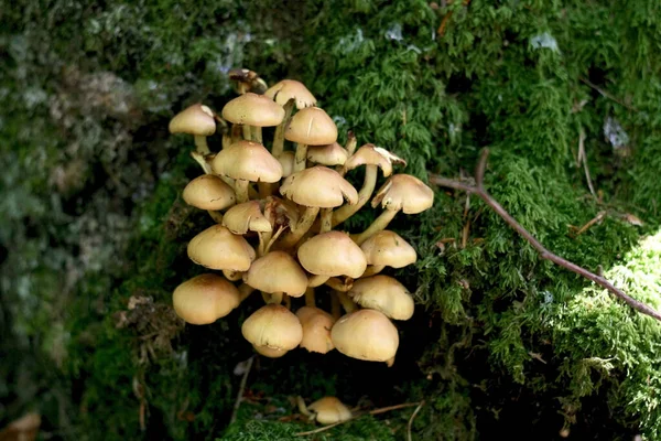 生长在树上的蘑菇 — 图库照片