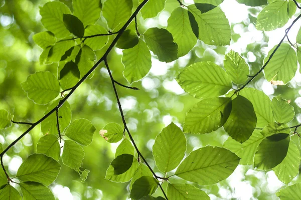 Beech Tree Leaves Springitime Nature Background Royalty Free Stock Photos