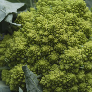 Logaritmik spiralli ve Fibonacci hissizleştirilmiş Romanesco brokoli