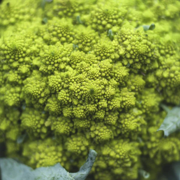 Romanesco Broccoli Med Logaritmiska Spiraler Med Fibonacci Numbe — Stockfoto