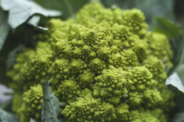 Romanesco Broccoli Med Logaritmiska Spiraler Med Fibonacci Numbe — Stockfoto