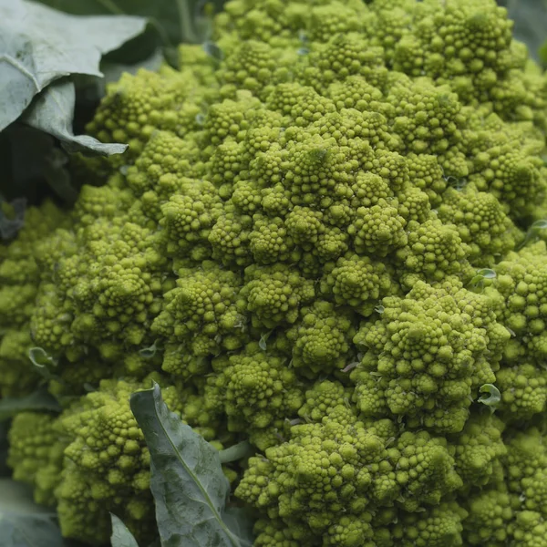 Romanesco Broccoli Med Logaritmiska Spiraler Med Fibonacci Numbe — Stockfoto