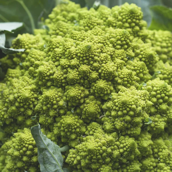 Romanesco Broccoli Med Logaritmiska Spiraler Med Fibonacci Numbe — Stockfoto