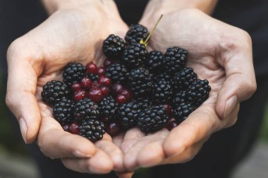 yabani meyve, böğürtlen ve frenk üzümü topluyorlar.