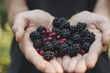 yabani meyve, böğürtlen ve frenk üzümü topluyorlar.