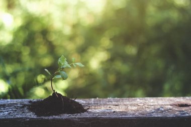 yeni yaşam yakın çekim görünümü
