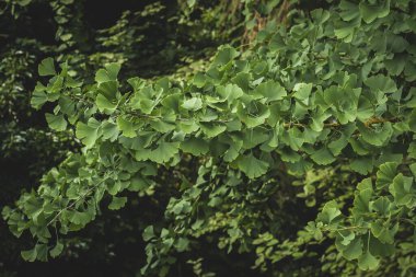 ginko biloba yeşili, yeşil doğa arka planı