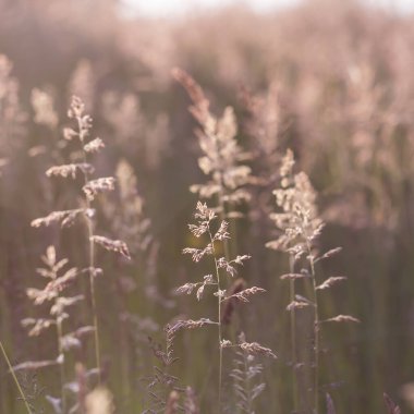 yaz alanı yakın çekim görüntüsü