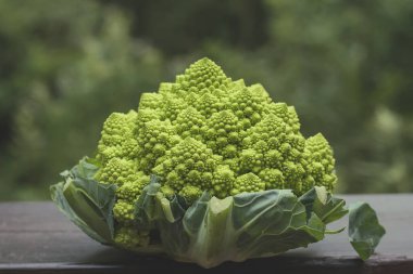 Logaritmik spiralli ve Fibonacci hissizleştirilmiş Romanesco brokoli