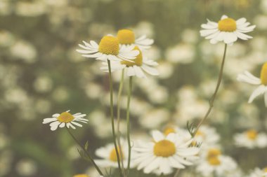 Baharda açan papatya çiçekleri. 