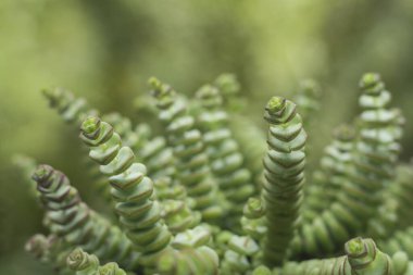 Crassula perforata ya da düğme dizisi bitki yakın, yeşil na