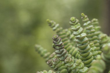 Crassula perforata ya da düğme dizisi bitki yakın, yeşil na