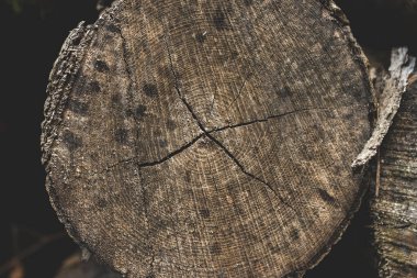 Ağaç halkaları yakın çekim dokusu