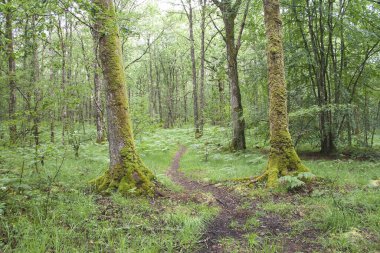 Paimpont Ormanı yakın çekim görüntüsü