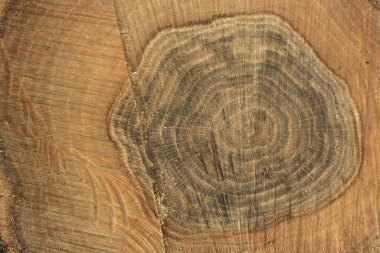 Doğranmış ağaç halkaları yakın çekim dokusu