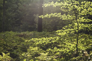Genç kayın ağacı yeşil bir ormanda 