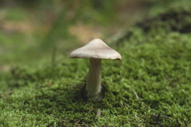 Ormanda yetişen yaban mantarı yeşil yosun