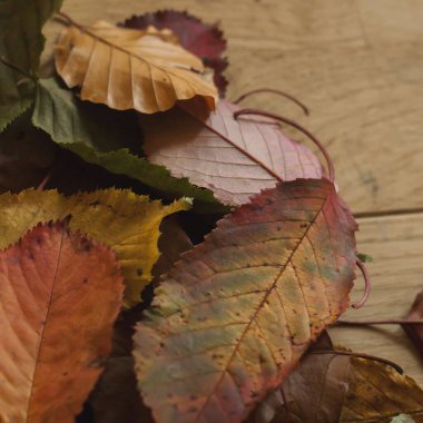 çok renkli sonbahar yaprakları ahşap bir masada 
