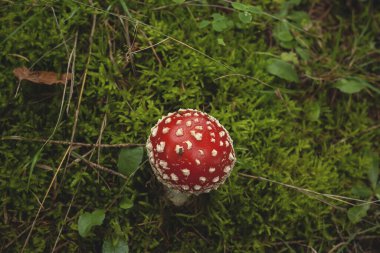 Vahşi manita muscaria mantarı yosunların arasında büyüyor. 