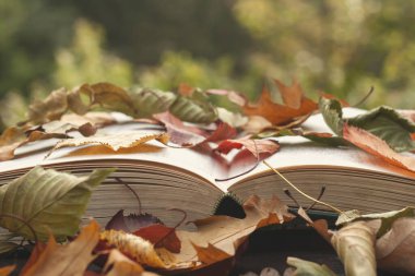 Renkli sonbahar yapraklı açık bir kitap