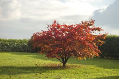Acer Palmatum ya da Japon akçaağacı bir bahçede kırmızı izni kaybediyor.