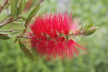 İpek ağacı kırmızı çiçekleri kapatın