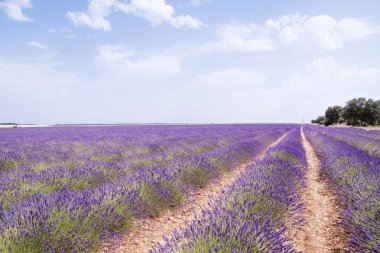 La Alcarria, İspanya 'daki lavanta tarlaları