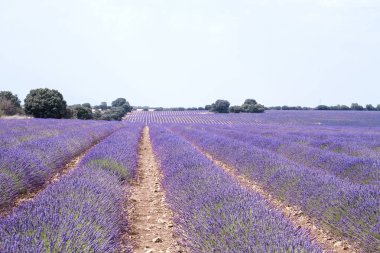İspanya, La Alcarria 'daki güzel lavanta tarlaları