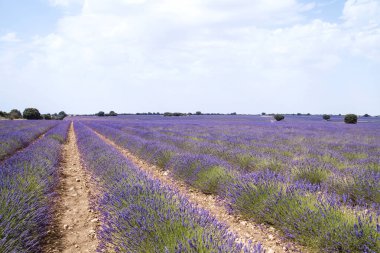 La Alcarria, İspanya 'daki lavanta tarlaları