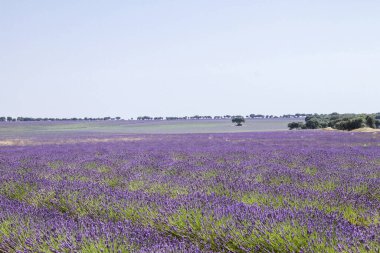 La Alcarria, İspanya 'daki lavanta tarlaları