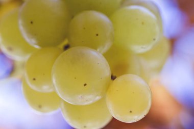 Taze yeşil üzümler kapanıyor.