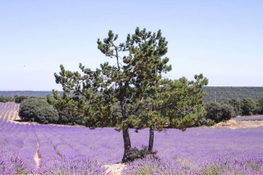 Pine tree on lavender field  clipart