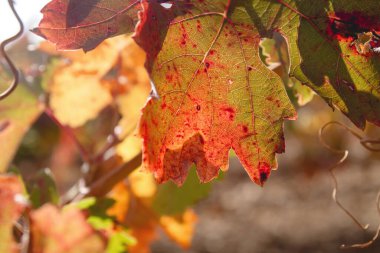 Sonbahar üzüm yaprağının ayrıntıları 