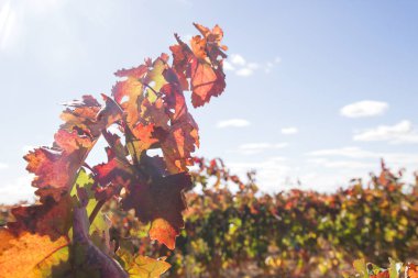 Üzüm üzümlü üzüm yapraklarının ayrıntıları 