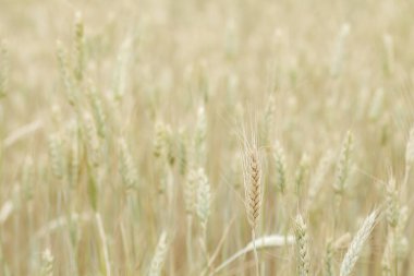 Kırsaldaki tahıl tarlaları 