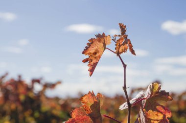 Üzüm sarmaşığı, sonbahar yaprakları, kapatın.