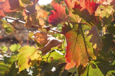 Üzüm üzümü üzümleri Sonbahar renklerinde yapraklar 