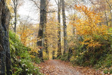 Sonian Ormanında Sonbahar Yolu 