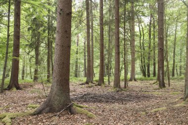 İlkbaharda yeşil ağaçlık