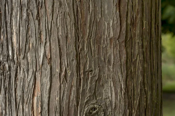Träd Bark Närbild — Stockfoto