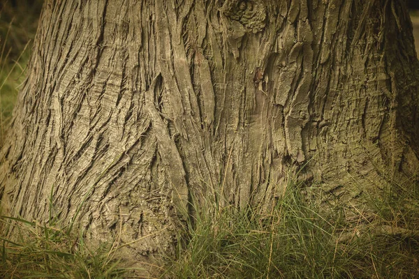 Pohled Zblízka Kůru Stromu — Stock fotografie