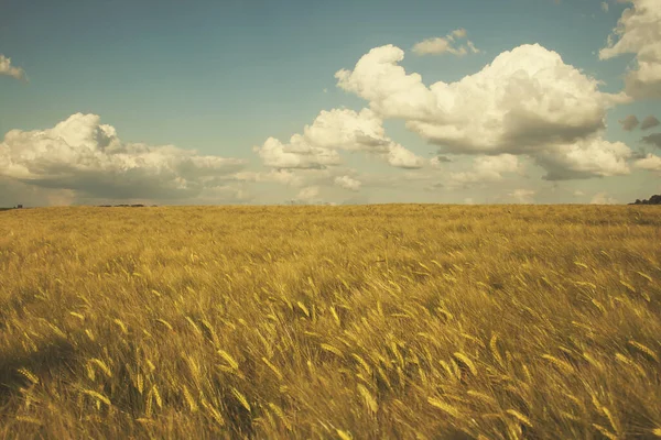 Goldene Felder Sommer Auf Dem Land — Stockfoto