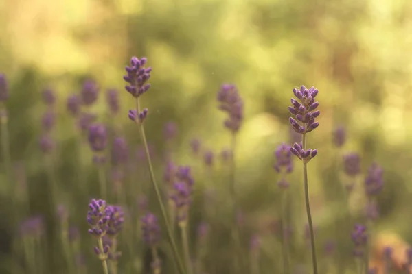 Flores Lavanda Vista Close — Fotografia de Stock