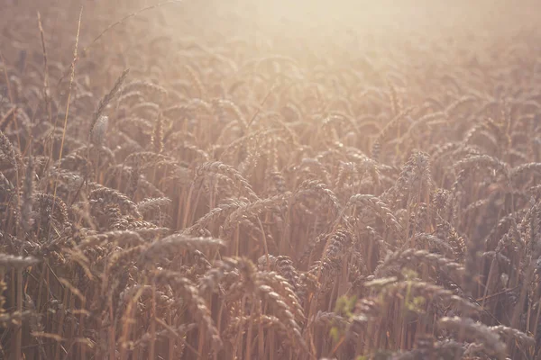 Campo Trigo Atardecer —  Fotos de Stock